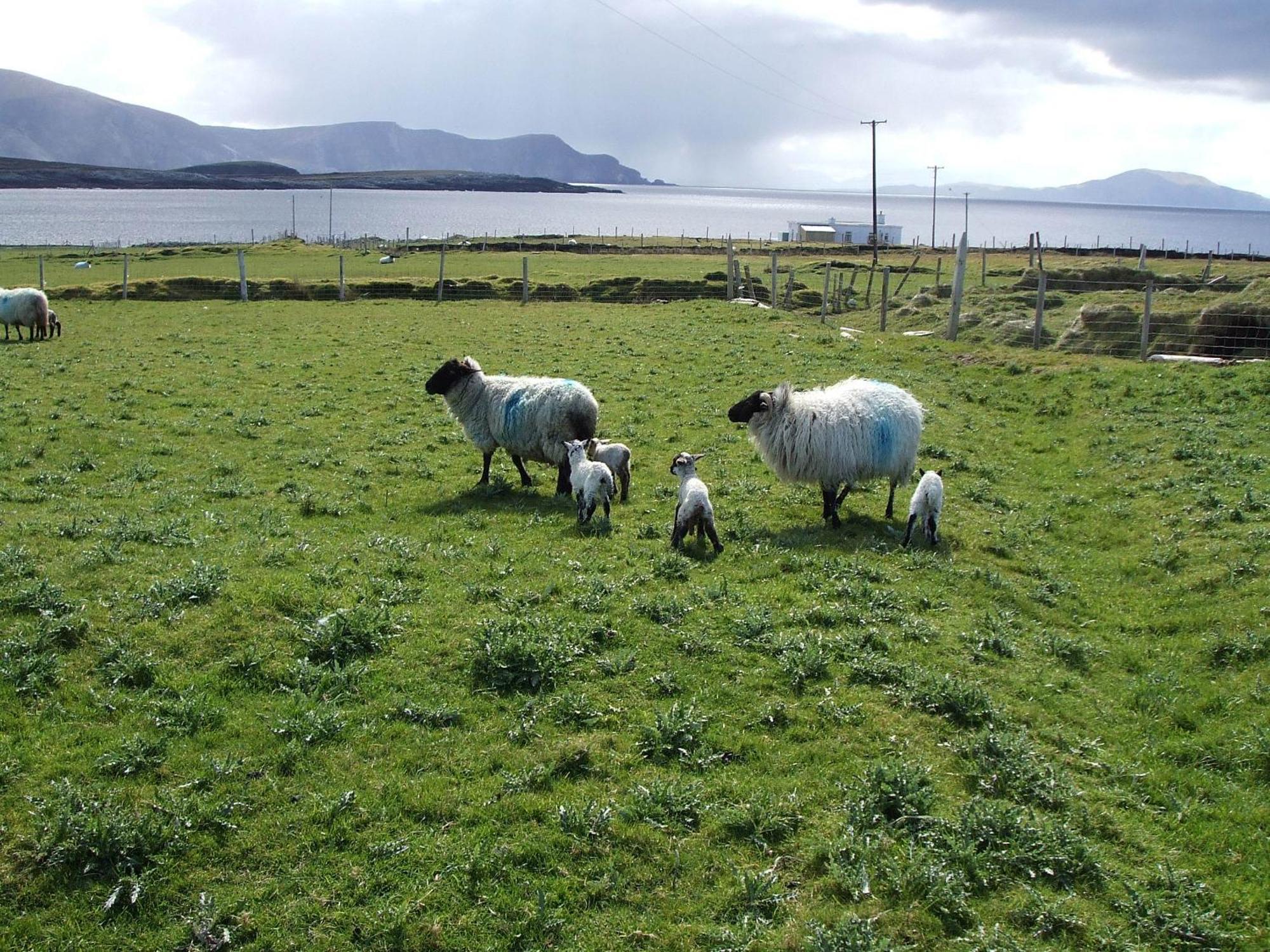 Dooagh Achill West Coast House B&B 외부 사진
