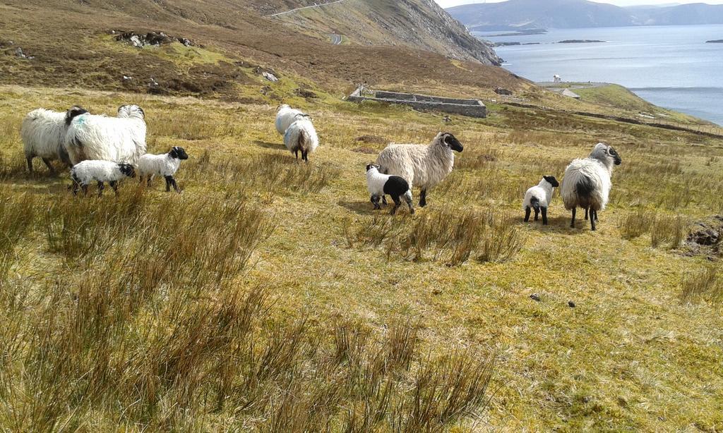 Dooagh Achill West Coast House B&B 외부 사진