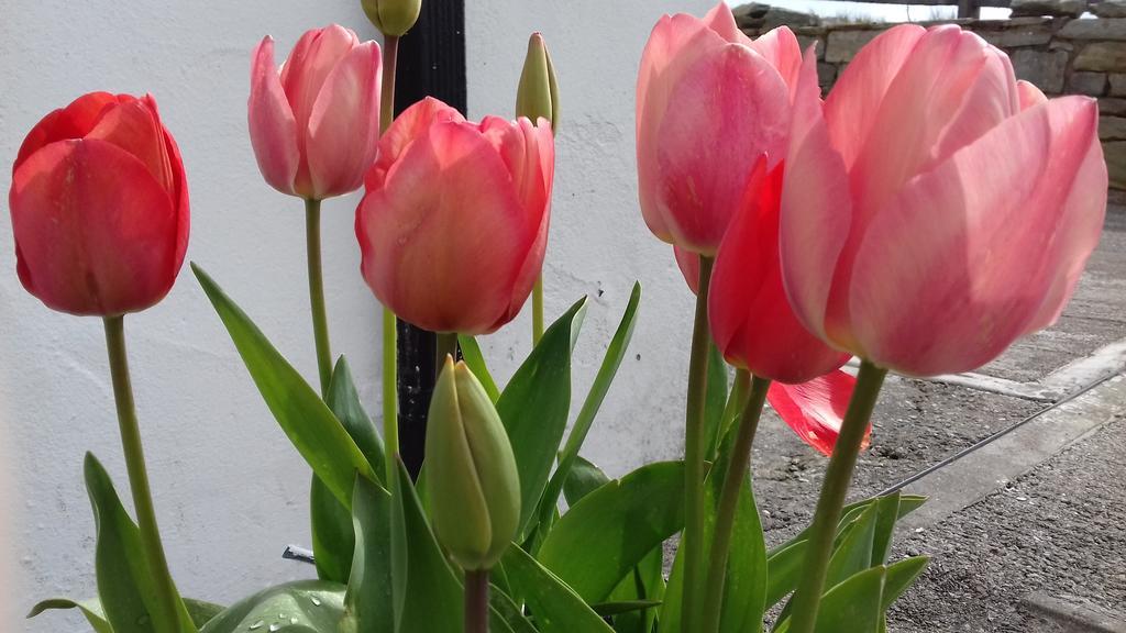 Dooagh Achill West Coast House B&B 외부 사진
